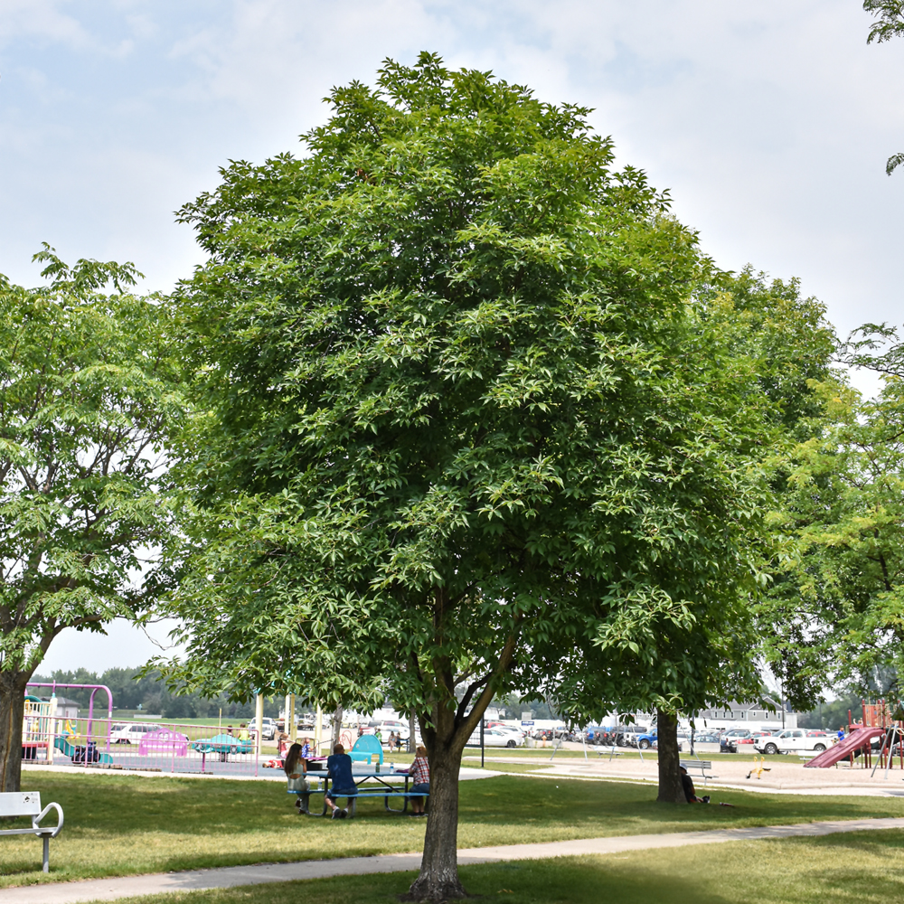 Ohio Buckeye - Image 2