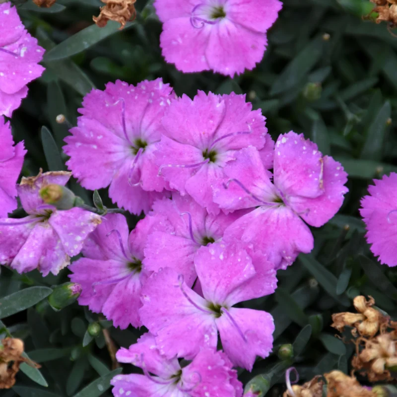 Paint the Town Fuchsia Pinks