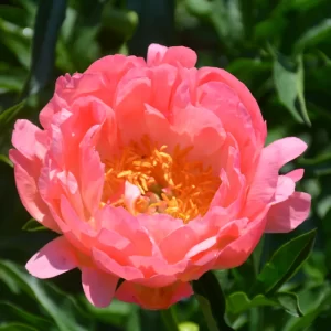 Peony - Coral Sunset - Lt Pink