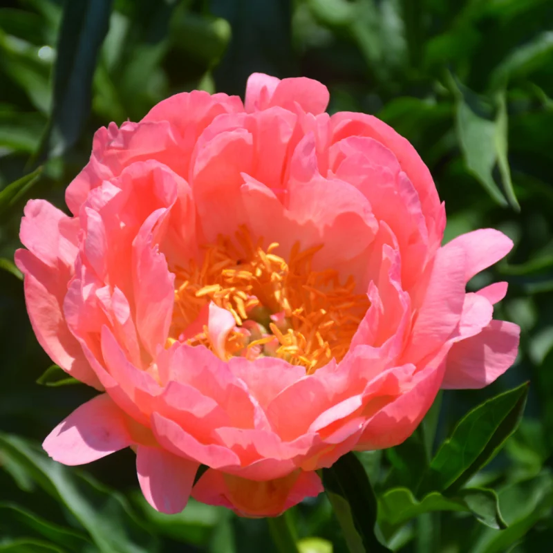 Peony - Coral Sunset - Lt Pink