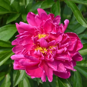 Peony Karl Rosenfeld - Red