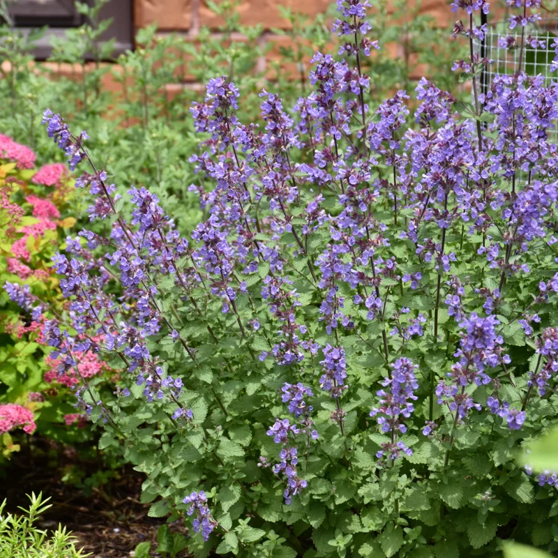 Picture Purrfect Catmint