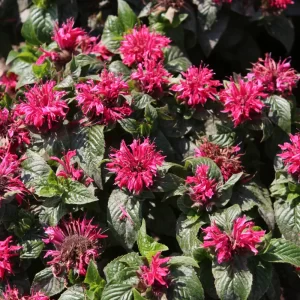 Pocahontas Red Rose Bee Balm