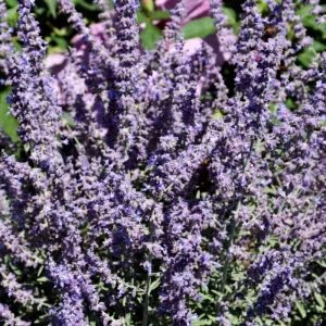 Prime Time Russian Sage