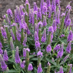 Purple Illusion Spike Speedwell