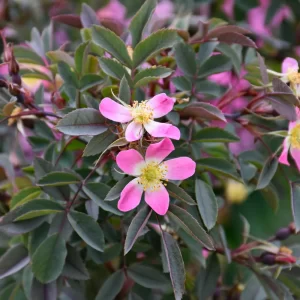 Rose - Red Leaf - Pink