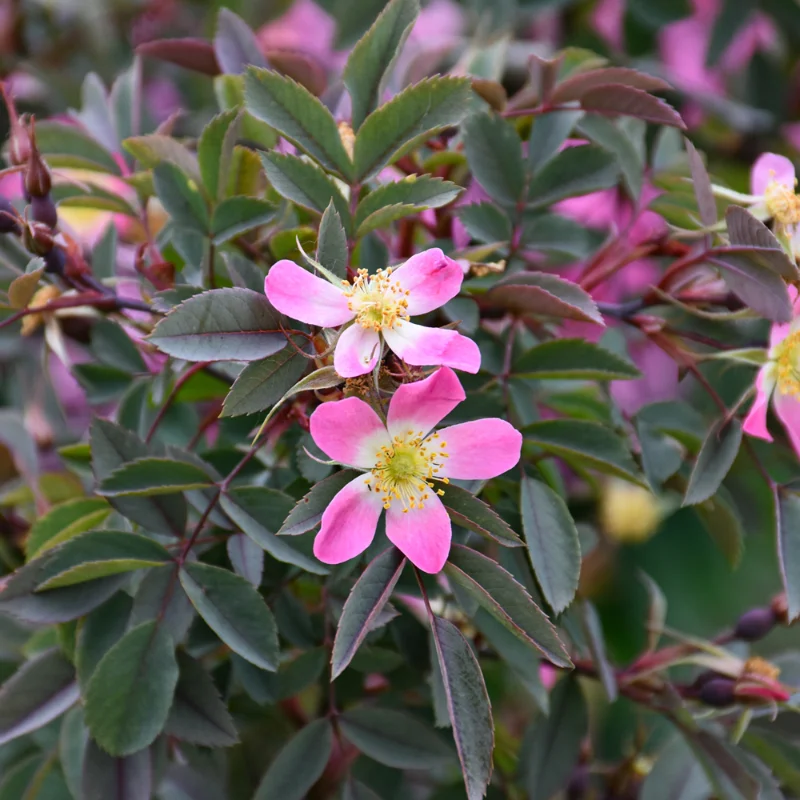 Rose - Red Leaf - Pink