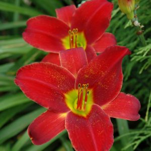 Ruby Stella Daylily