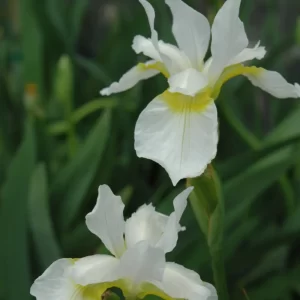 Siberian Iris - Snow Queen - White