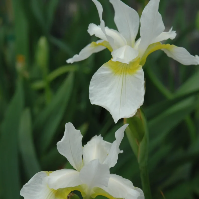 Siberian Iris - Snow Queen - White