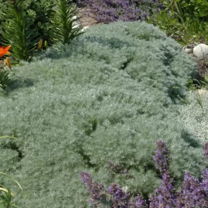 Silver Mound Artemisia