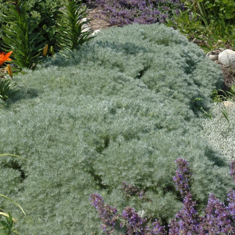 Silver Mound Artemisia