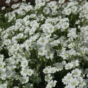 Snow-in-Summer