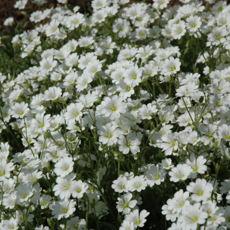 Snow-in-Summer