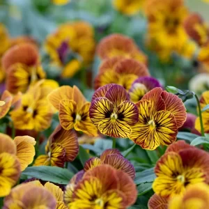 Sorbet Tiger Eye Violet
