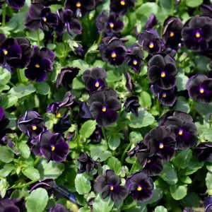 Sorbet Black Delight Violet
