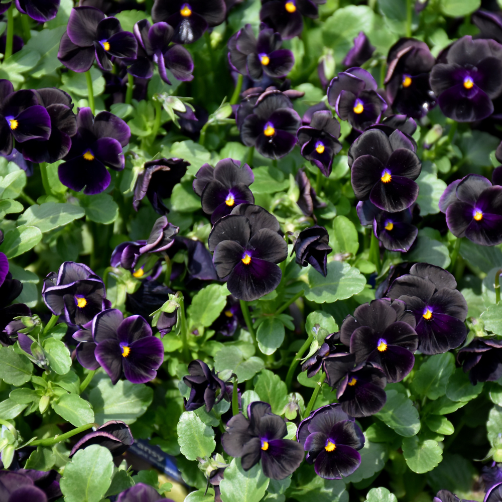 Sorbet Black Delight Violet
