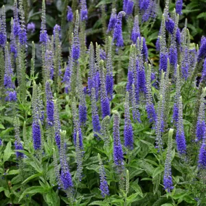Speedwell - Sunny Border Blue