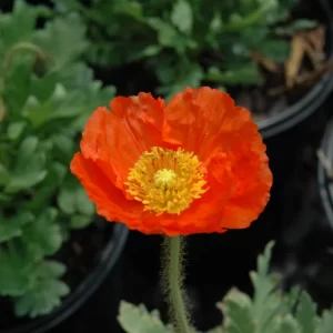 Spring Fever Orange Iceland Poppy