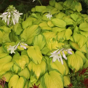 Stained Glass Hosta