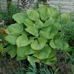 Sum and Substance Hosta
