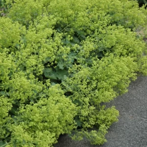 Thriller Lady's Mantle