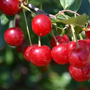 Valentine Cherry