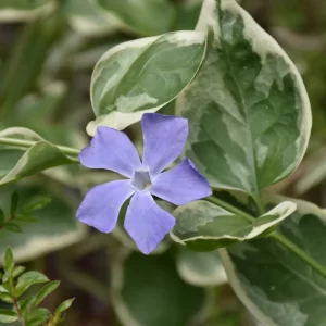 Variegated Bigleaf Periwinkle