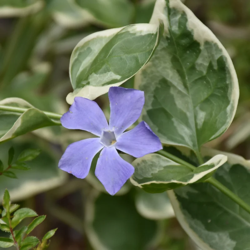 Variegated Bigleaf Periwinkle