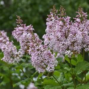 Villosa Lilac - Lt Pink