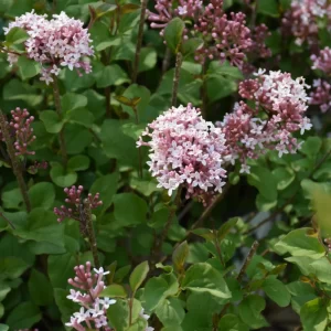 Thyme - Mother of - Purple