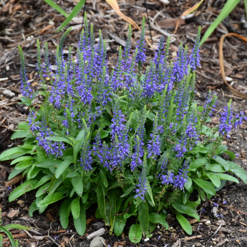 Wizard of Ahhs Spike Speedwell