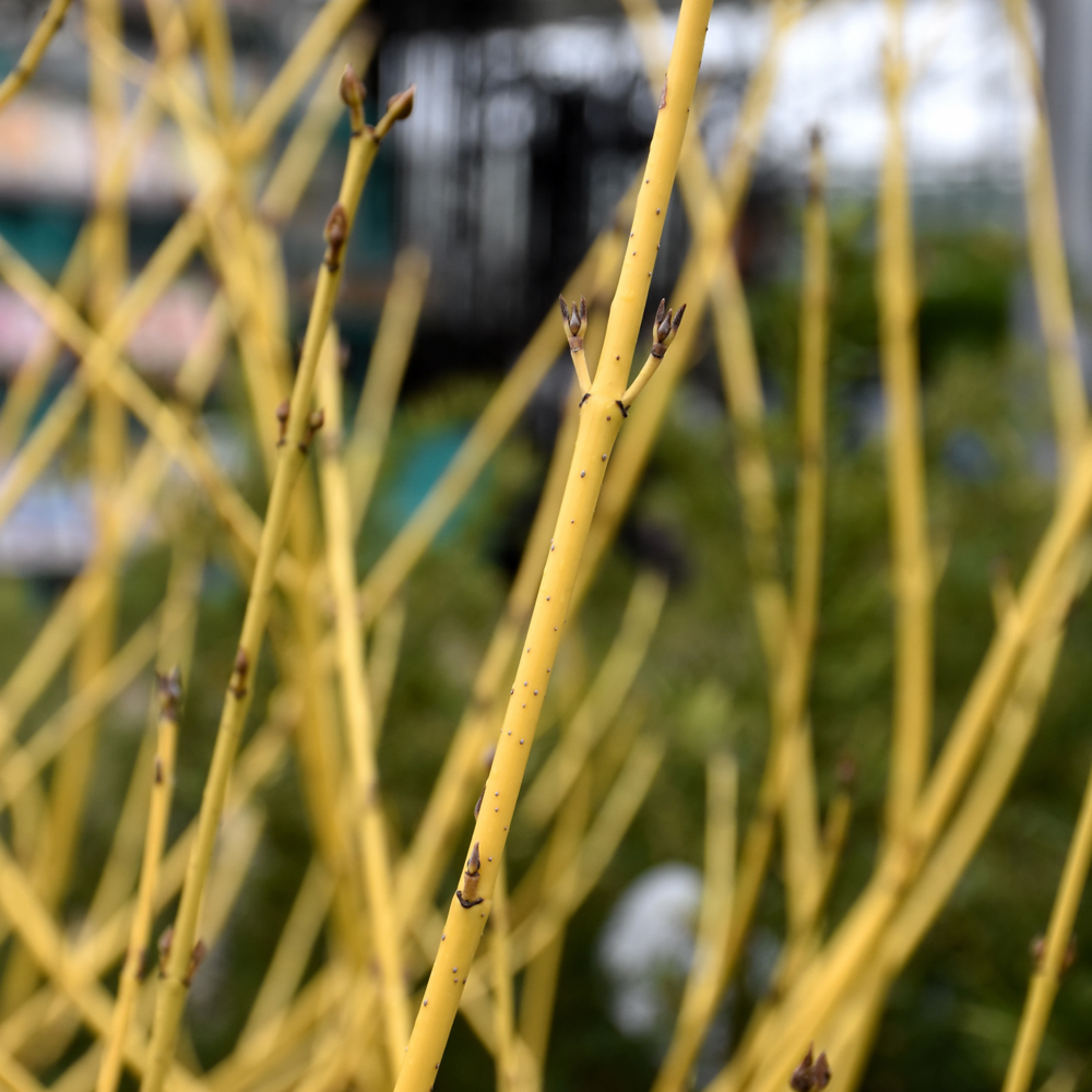 Arctic Fire Yellow Dogwood (PW)