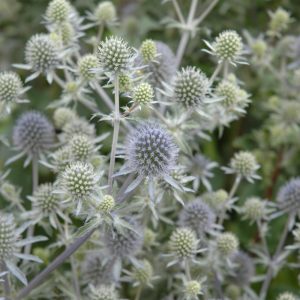 Alpine Seaholly