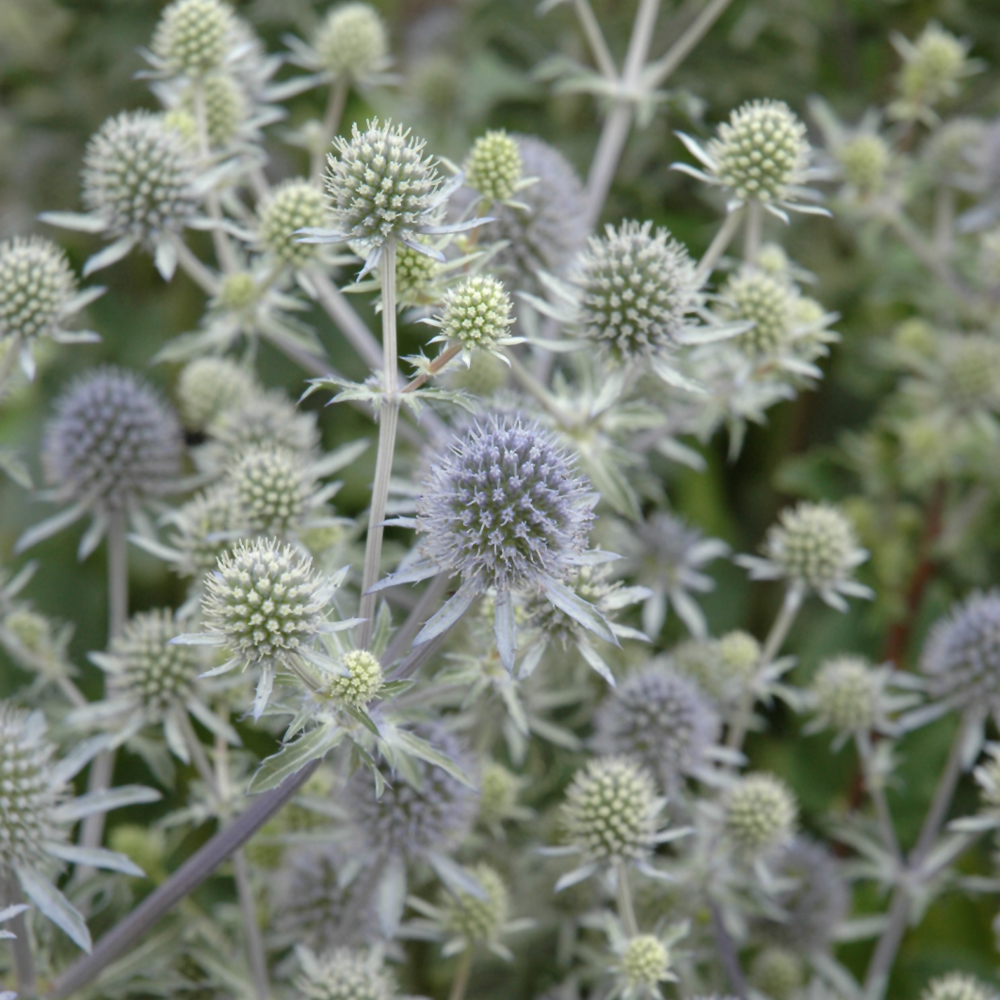 Alpine Seaholly