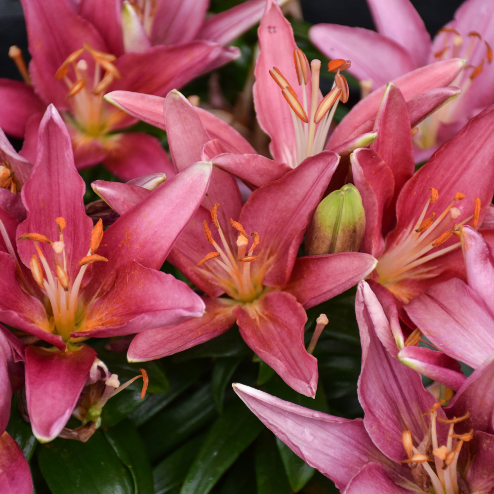 Asiatic Lily Tiny Pearl - Dk Pink
