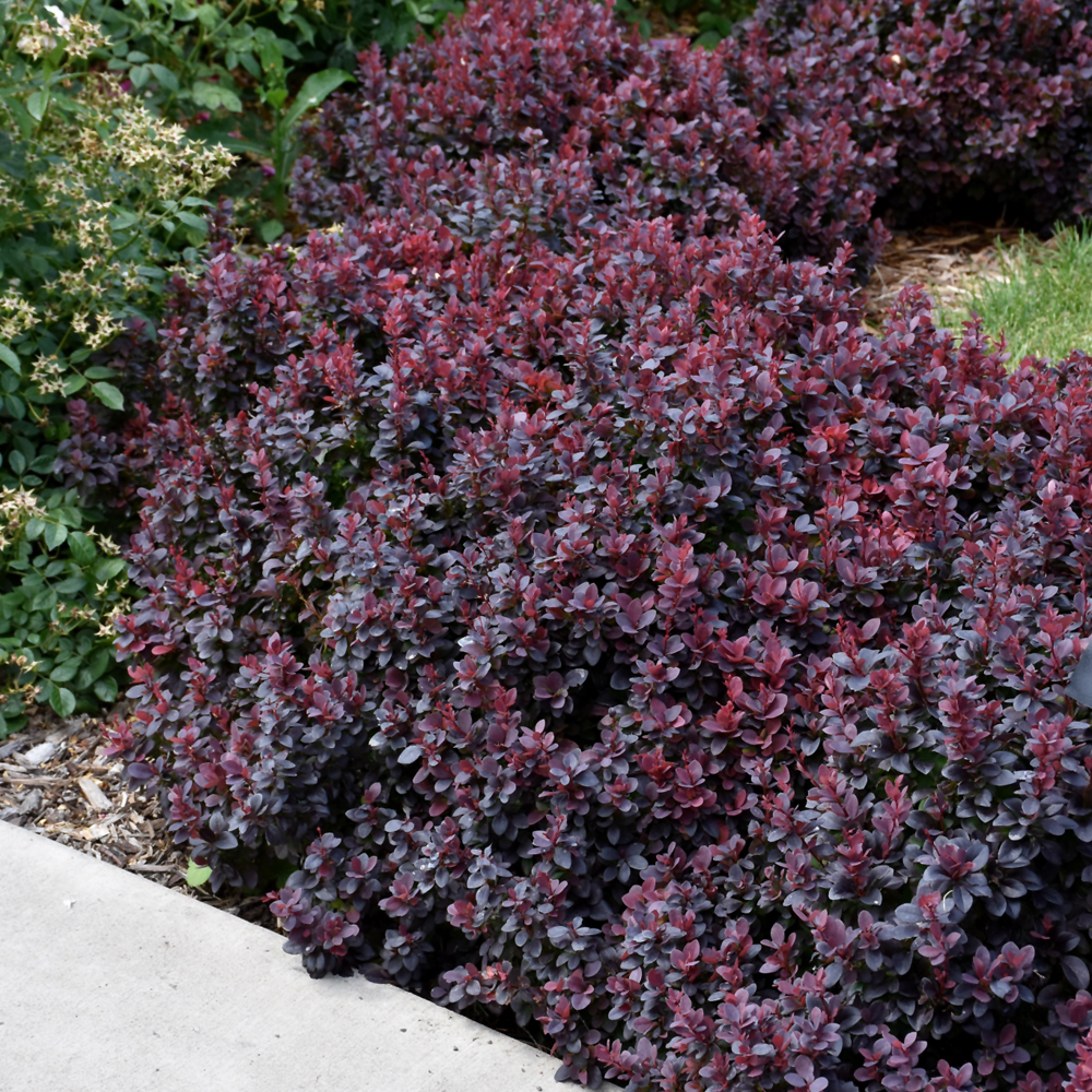 Barberry - Concorde - Dk Purple