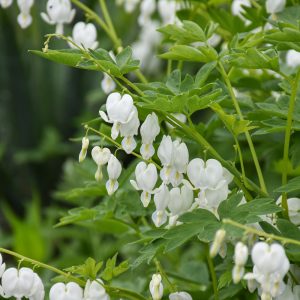 Bleeding Heart - White Common