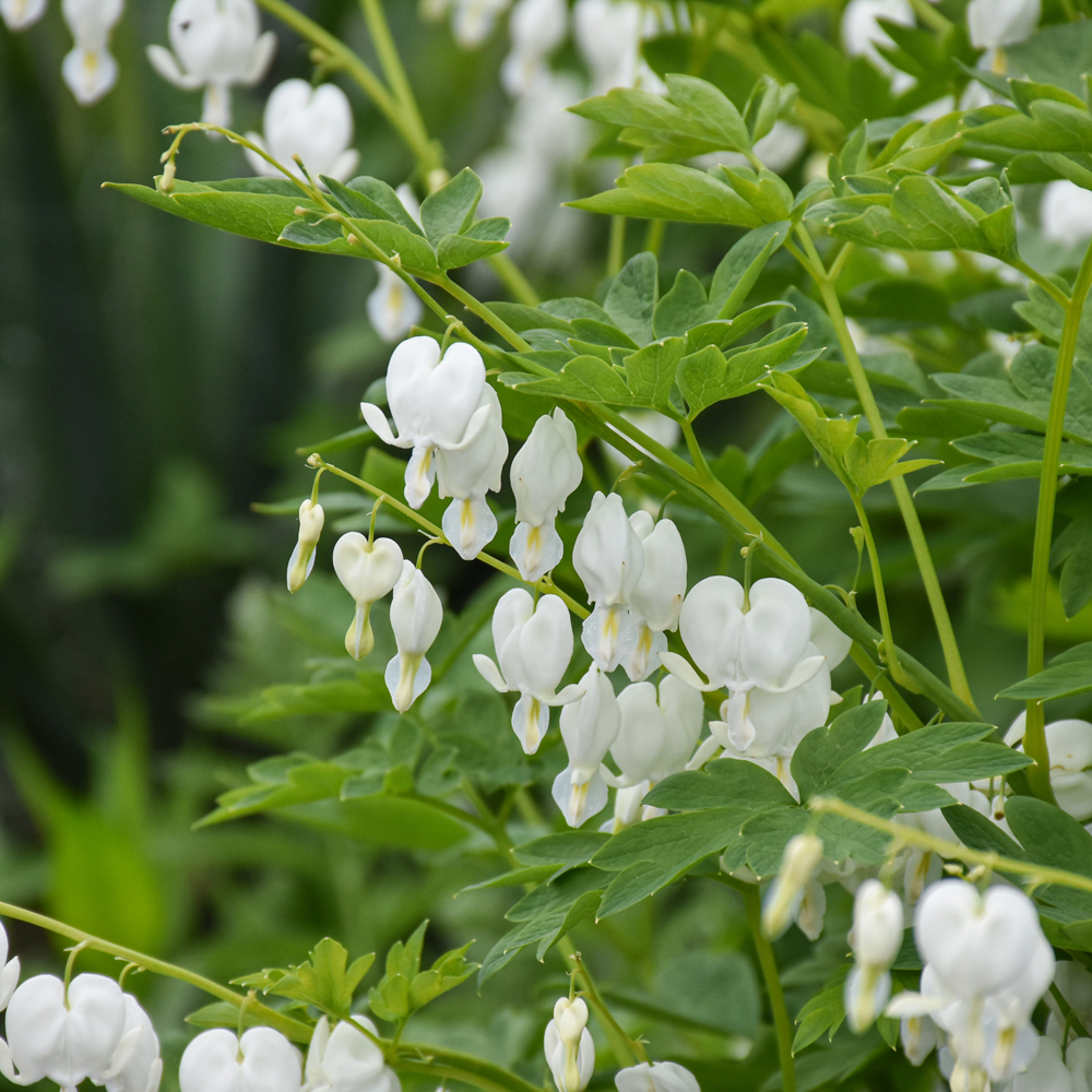 Bleeding Heart - White Common