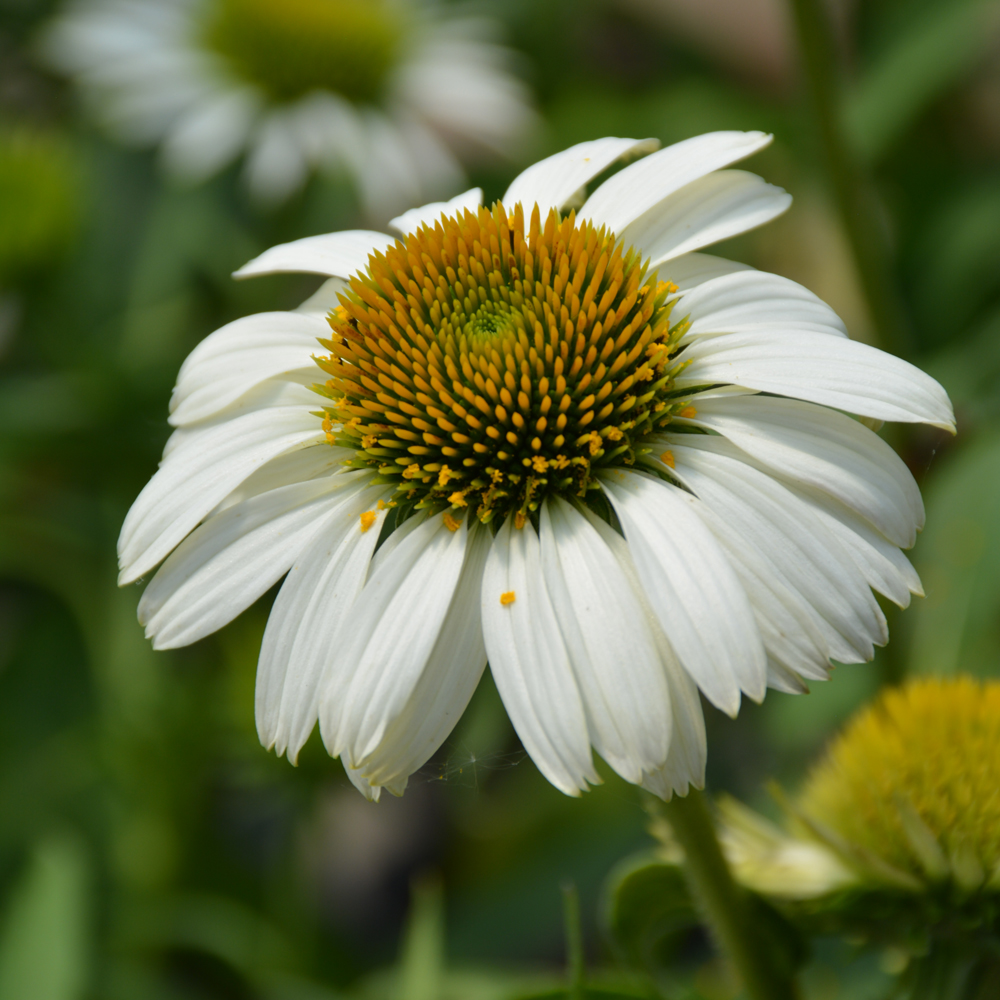 Prairie Splendor™ Coneflower