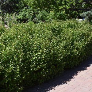 Currant Alpine