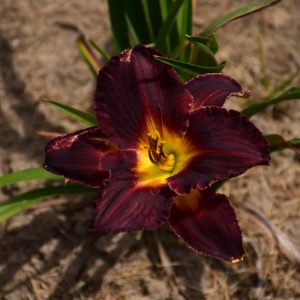 Daylily Black Stockings Dk Purple
