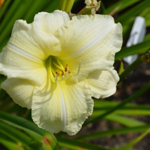Daylily Joan Senior - White