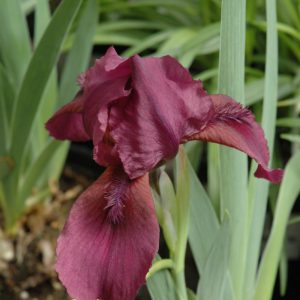 Dwarf Iris Cherry Garden - Burgundy