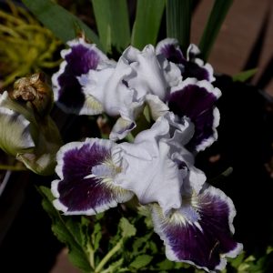 Dwarf Iris Puddy Tat - White/Purple