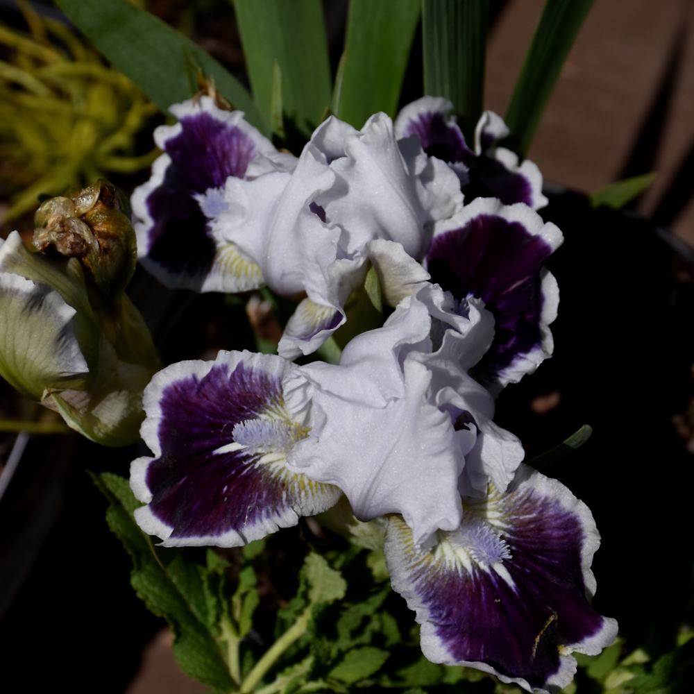 Dwarf Iris Puddy Tat - White/Purple