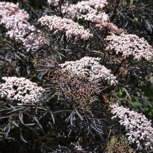 Black Lace® Elder