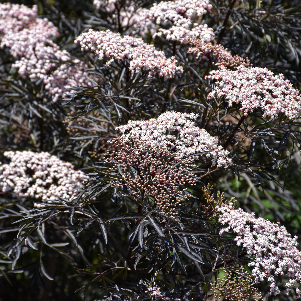 Black Lace® Elder