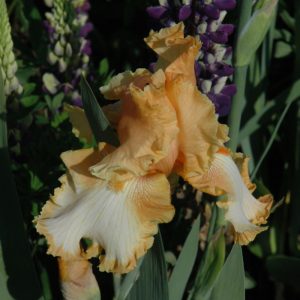 German Iris Cajun Rhythm