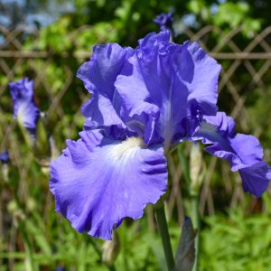 German Iris - Victoria Falls - Lt Blue